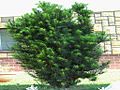 Taxus baccata 'Fastigiata'