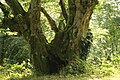 Remarkable tree in Cugnon (Belgium)