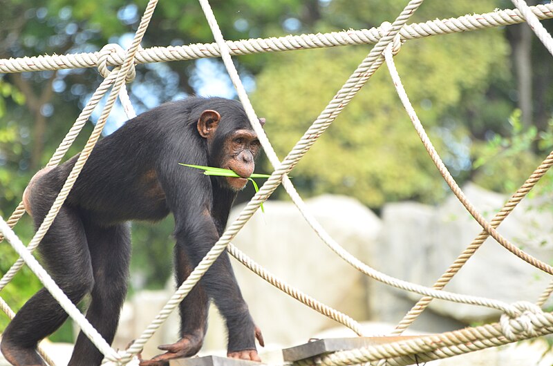 File:Chimpanzee on the rope bridge.jpg