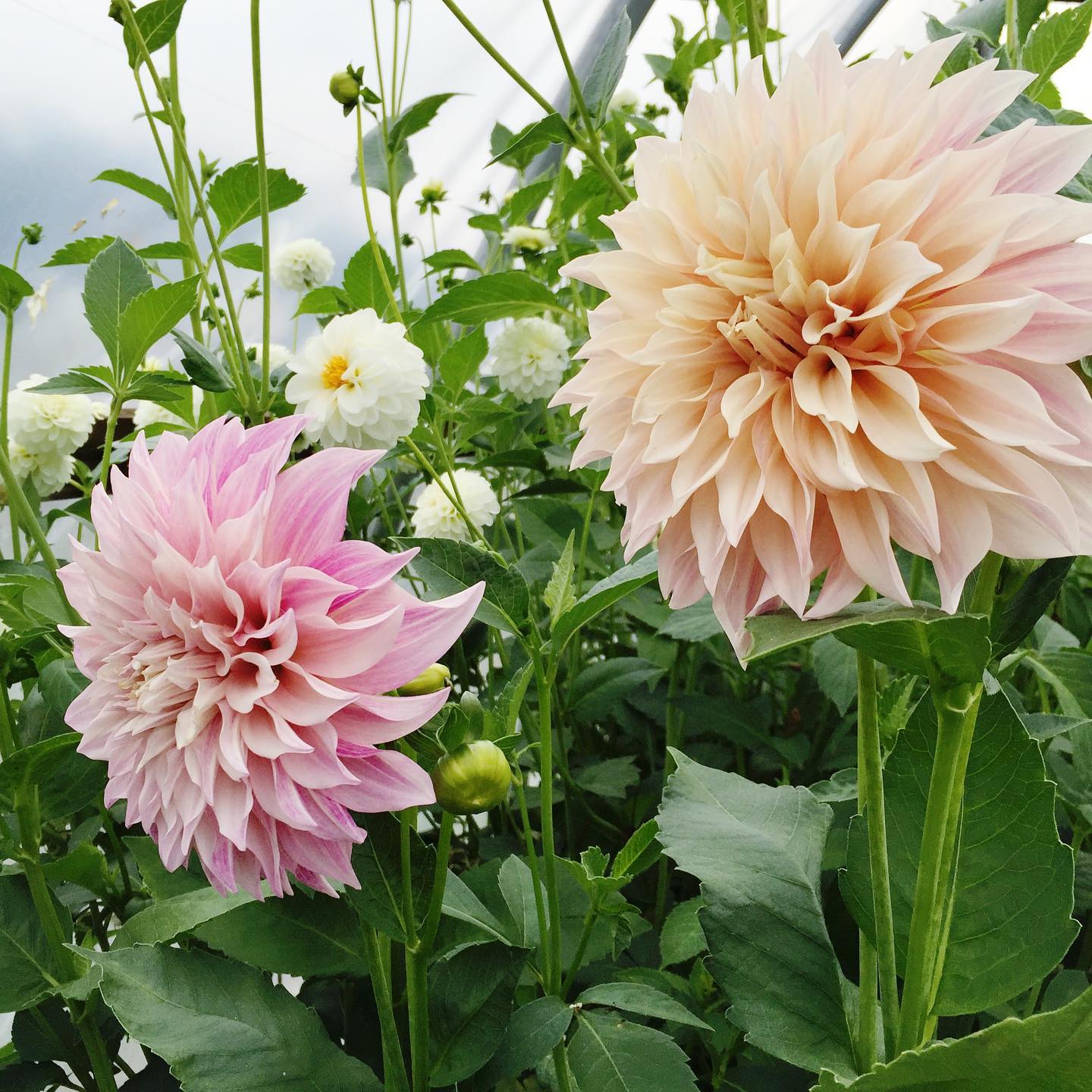 Colorful flowers.