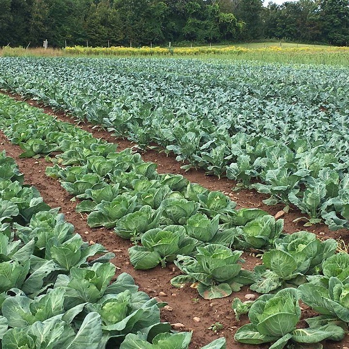 A field of plants on a farm