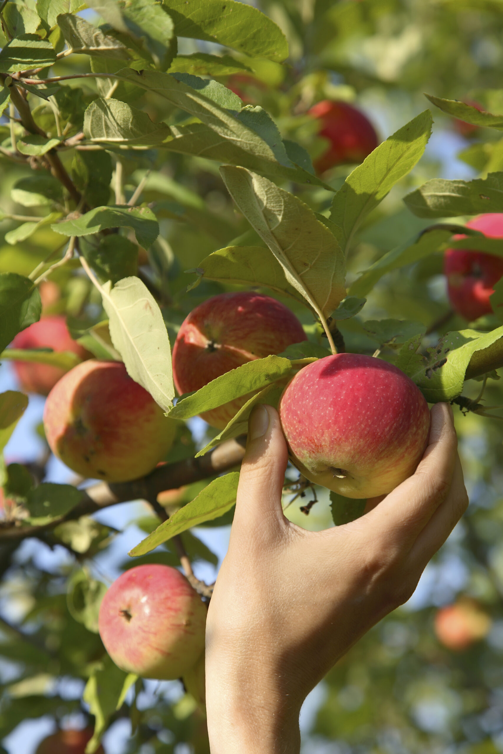 a hand picking an apple off a tree