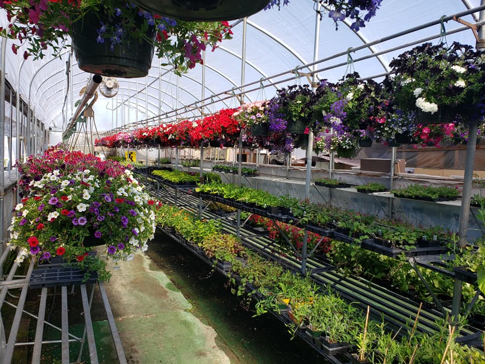 plants and flowers in a greenhouse