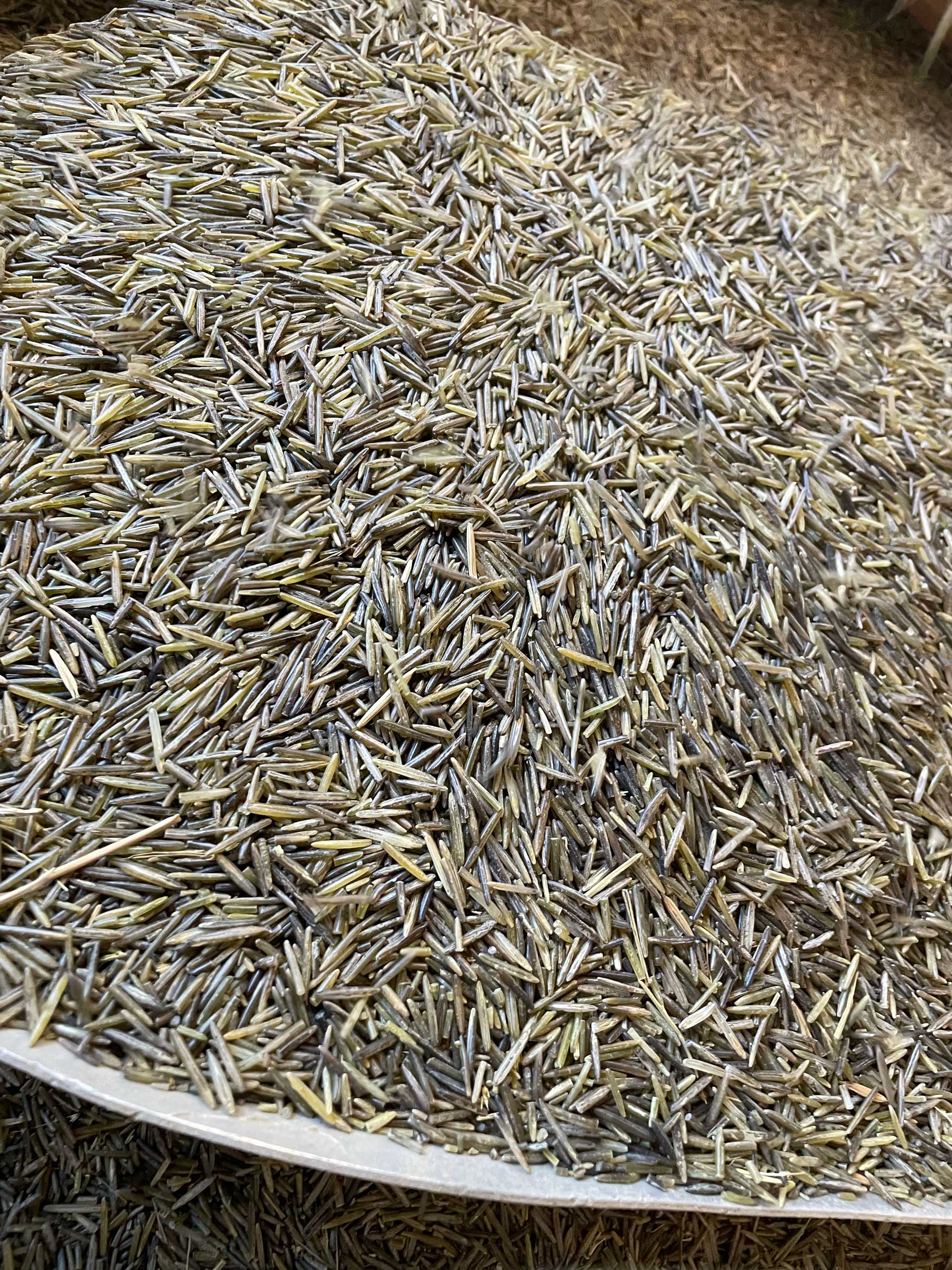 A large pile of dried rice stalks is spread out, covering most of the frame. The stalks are intertwined and have varying shades of brown, tan, and gold, creating a textured and dense surface. The image appears to be taken indoors.