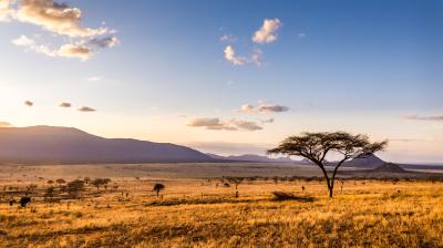 A lone acacia tree in the savannah at sunset.