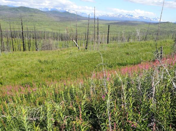  A grassland in an area formerly dominated by boreal forest.