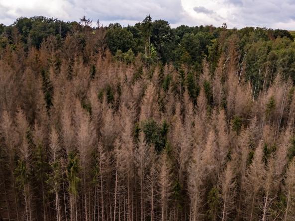 Sick conifers in a forest, representing the impacts of climate change. Photo credit: reisezielinfo, Shutterstock.