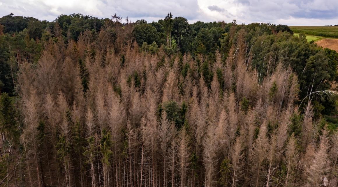 Sick conifers in a forest, representing the impacts of climate change. Photo credit: reisezielinfo, Shutterstock.