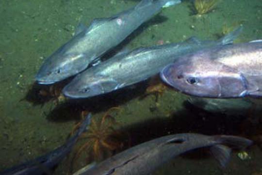 Fish swimming near the sea floor