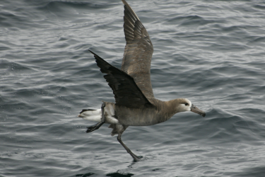 A large gray bird flies over the ocean.