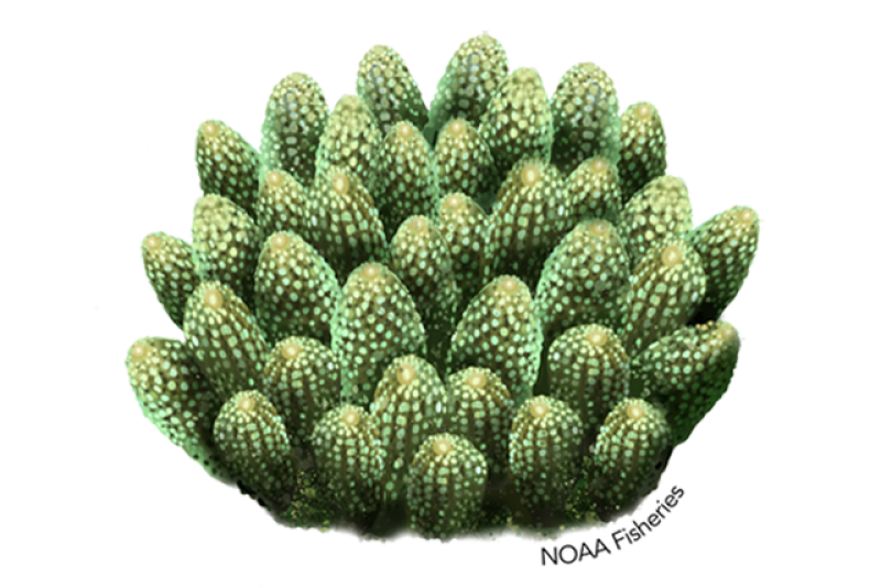 Acropora globiceps