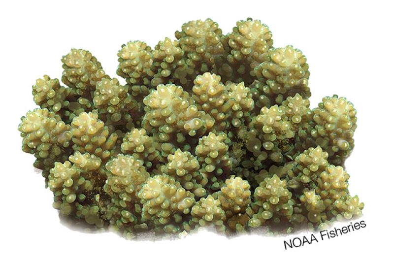 640x427-Acropora_retusa.jpg.jpg