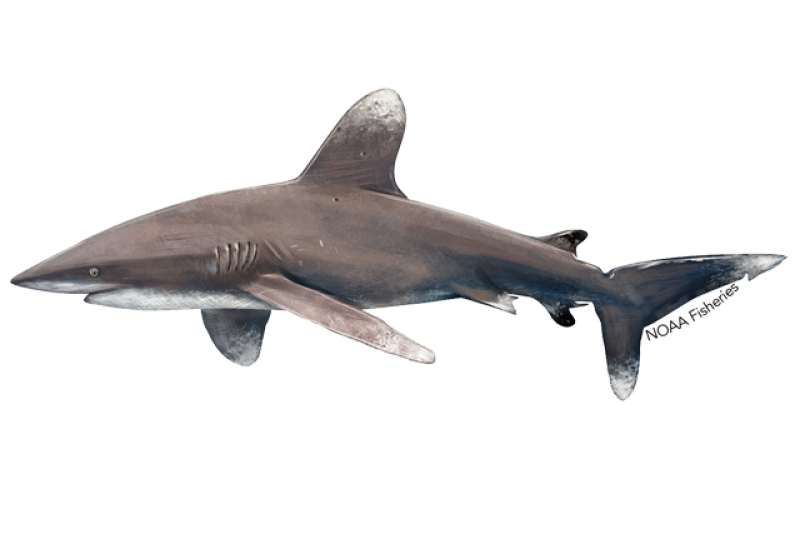 Oceanic whitetip shark