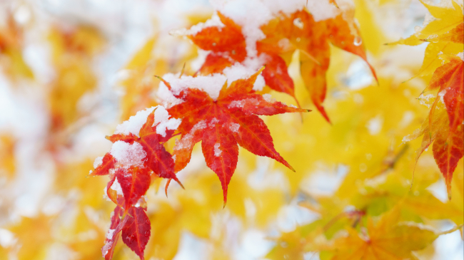 Red and yellow maple leaves with a light covering of snow.