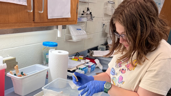 Emily stands at a lab bench, concentrating as she presses down on the bulb of a pipette that she holds carefully in a plastic bin.