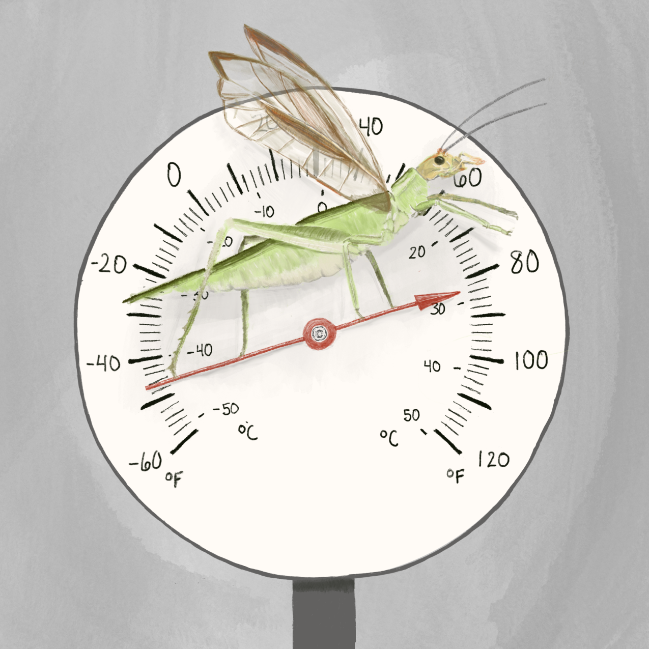 A digital painting of a cricket standing on the pointer of a temperature gauge with it's wings up. The temperature gauge points to 82 degrees Fahrenheit and approximately 29 degrees Celcius.