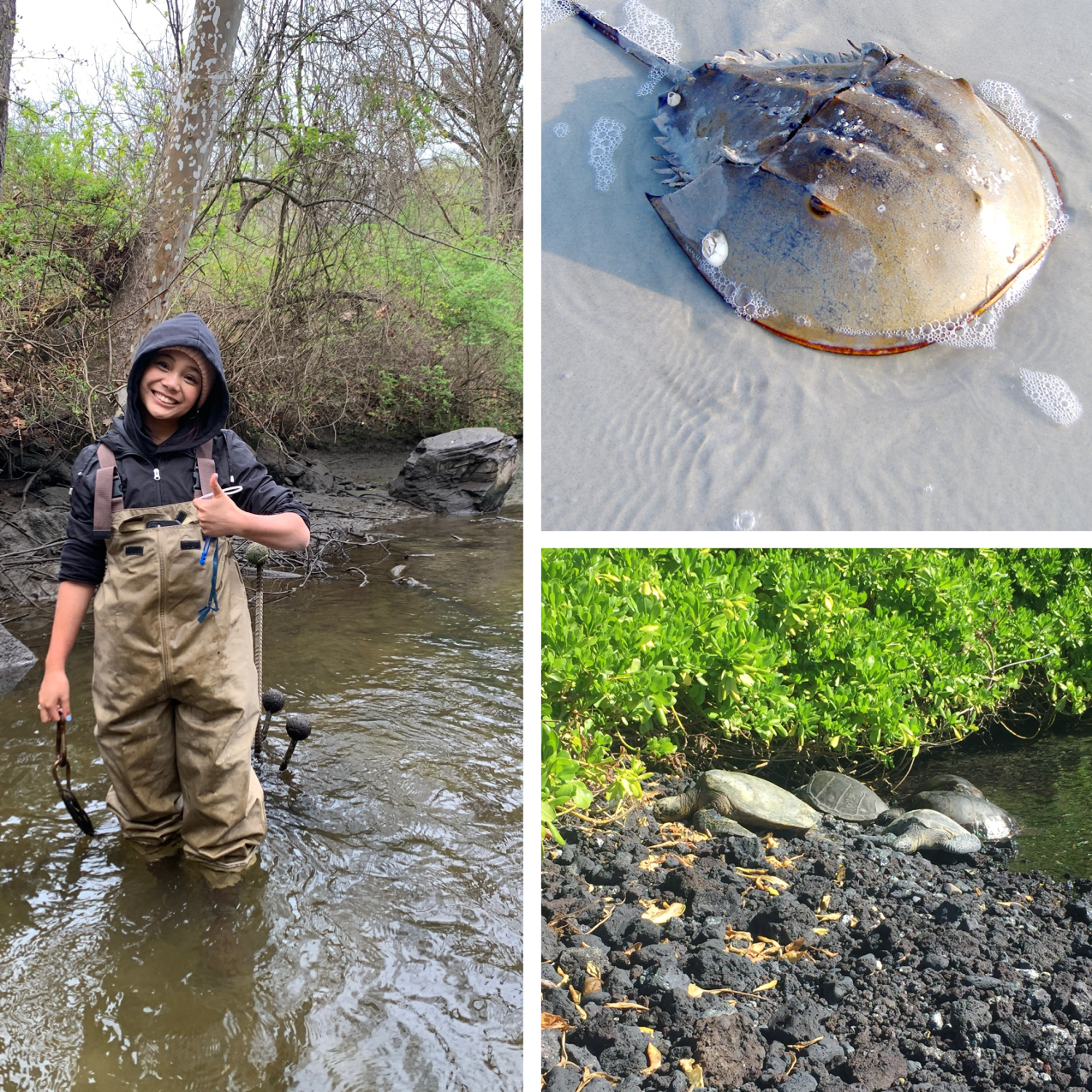 A collage of images, including a teen standing in a stream wearing hip waters and giving a thumbs-up, a horseshoe crab, four green sea turtles on a beach, and a person standing in front of a large outdoor sign that says "Aloha."